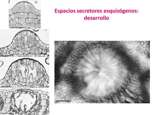 Estructuras secretoras internas [4.64 MB]