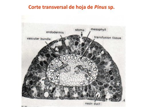 Estructuras secretoras internas [4.64 MB]