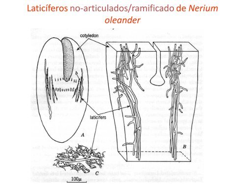 Estructuras secretoras internas [4.64 MB]