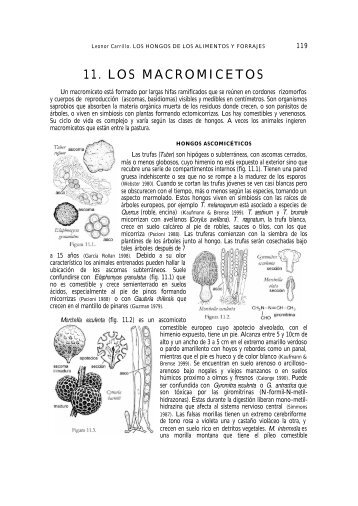 11. LOS MACROMICETOS