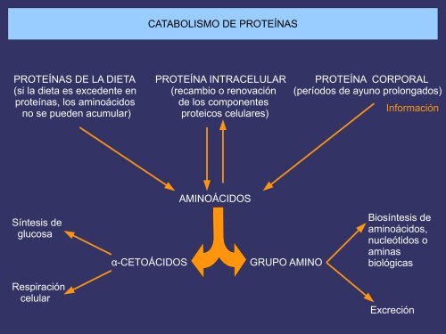 Metabolismo. Catabolismo