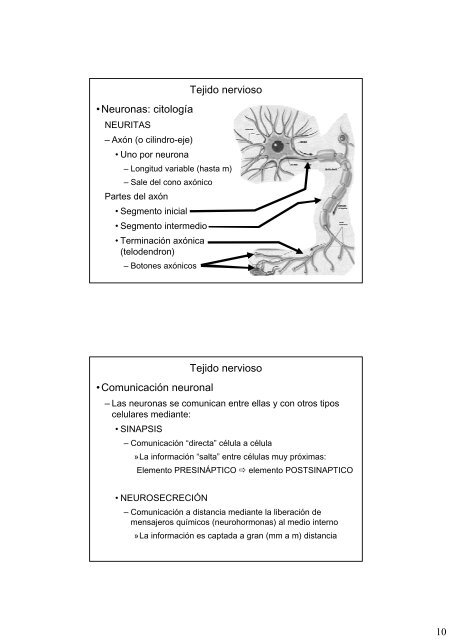 Repaso de histologia-III: tejidos muscular y nervioso