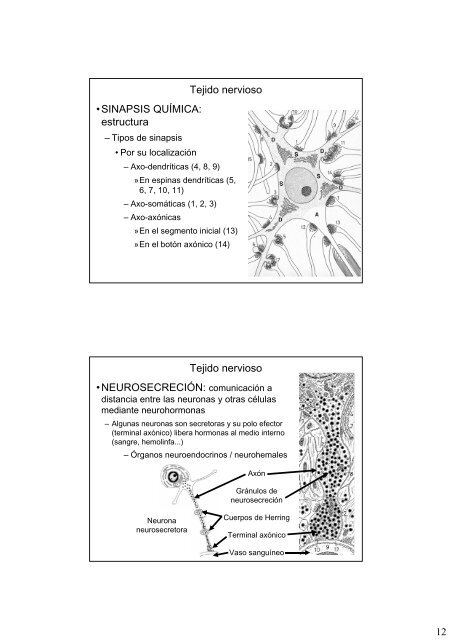 Repaso de histologia-III: tejidos muscular y nervioso