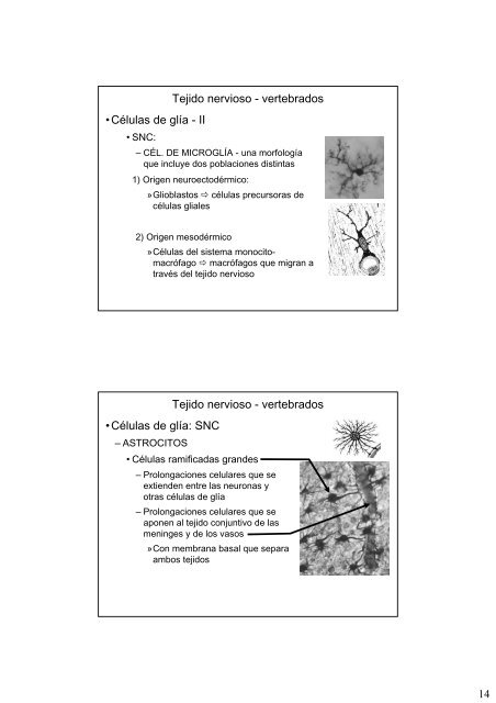 Repaso de histologia-III: tejidos muscular y nervioso
