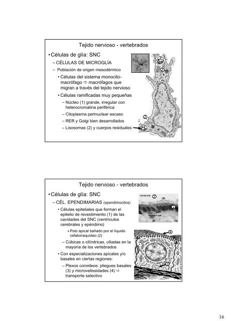 Repaso de histologia-III: tejidos muscular y nervioso