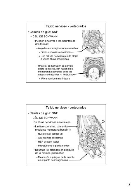 Repaso de histologia-III: tejidos muscular y nervioso