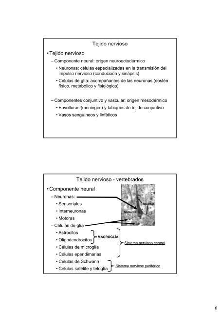 Repaso de histologia-III: tejidos muscular y nervioso