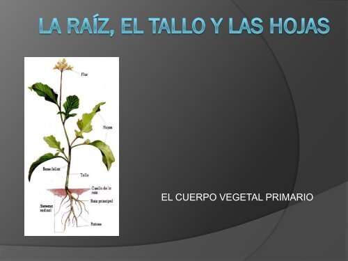 LA RAÍZ, EL TALLO Y LAS HOJAS