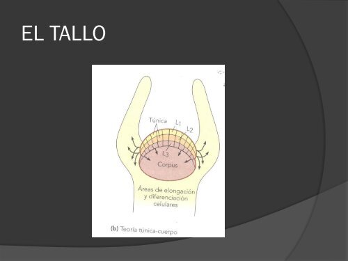 LA RAÍZ, EL TALLO Y LAS HOJAS