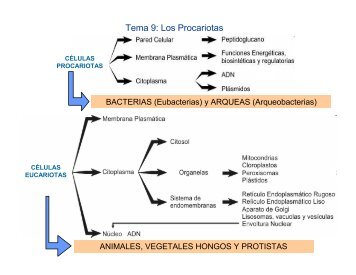 Tema 9: Los Procariotas