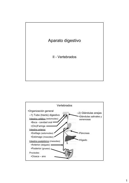 Aparato digestivo-II: Vertebrados - introducción, boca e intestino ...