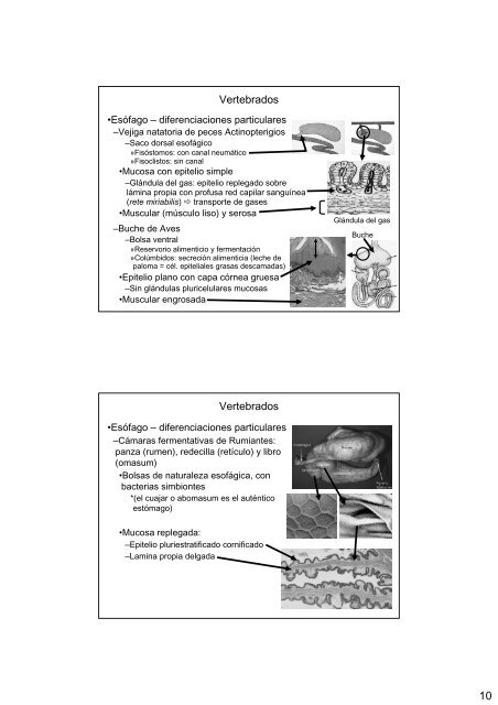 Aparato digestivo-II: Vertebrados - introducción, boca e intestino ...