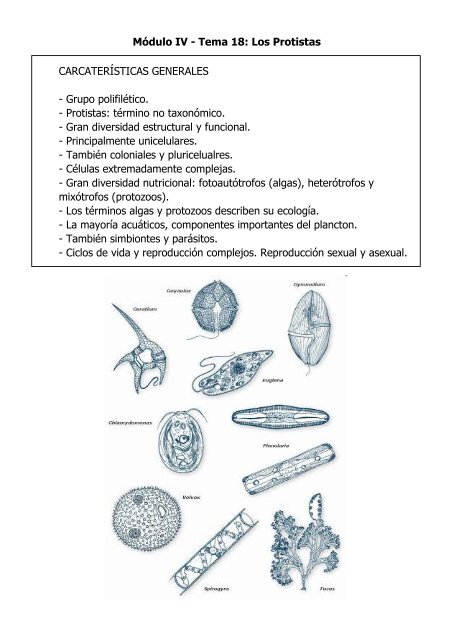 los grupos de protozoarios y algas