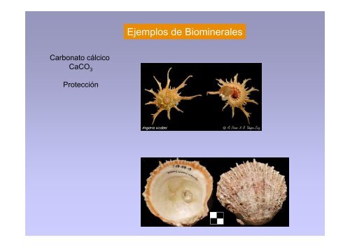 Materiales Biológicos Duros.pdf