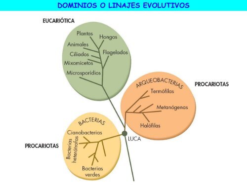 Microorganismos. Protooos, algas y hongos - ies "poeta claudio ...