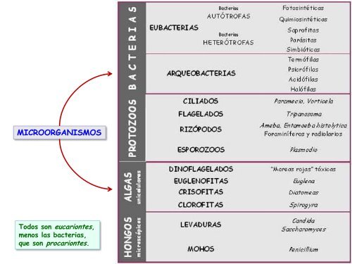 Microorganismos. Protooos, algas y hongos - ies "poeta claudio ...