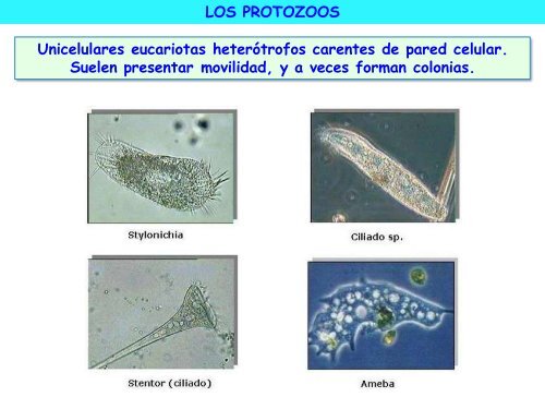 Microorganismos. Protooos, algas y hongos - ies "poeta claudio ...