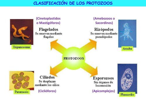 Microorganismos. Protooos, algas y hongos - ies "poeta claudio ...