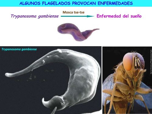 Microorganismos. Protooos, algas y hongos - ies "poeta claudio ...