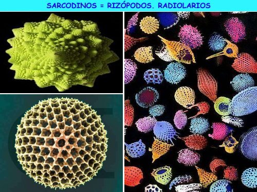 Microorganismos. Protooos, algas y hongos - ies "poeta claudio ...