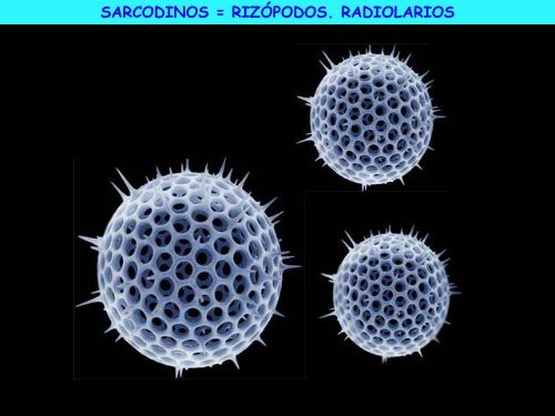 Microorganismos. Protooos, algas y hongos - ies "poeta claudio ...