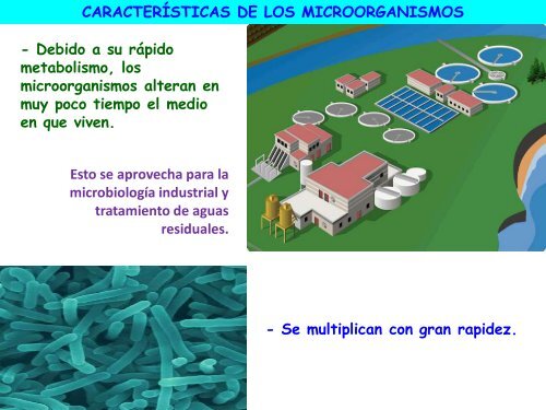 Microorganismos. Protooos, algas y hongos - ies "poeta claudio ...