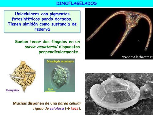 Microorganismos. Protooos, algas y hongos - ies "poeta claudio ...