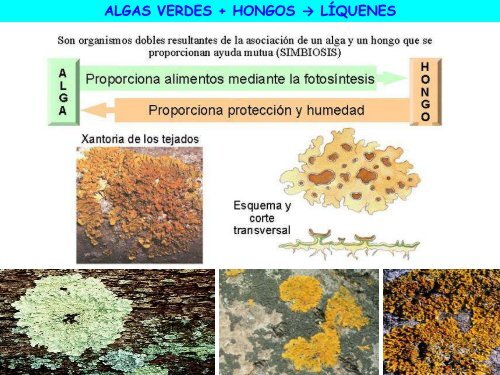 Microorganismos. Protooos, algas y hongos - ies "poeta claudio ...