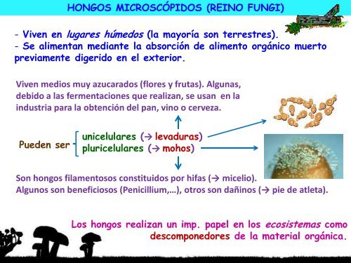 Microorganismos. Protooos, algas y hongos - ies "poeta claudio ...