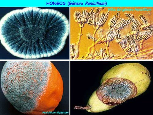 Microorganismos. Protooos, algas y hongos - ies "poeta claudio ...