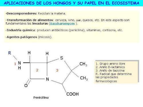 Microorganismos. Protooos, algas y hongos - ies "poeta claudio ...