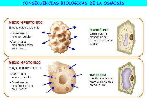 Agua y sales minerales - ies "poeta claudio rodríguez"