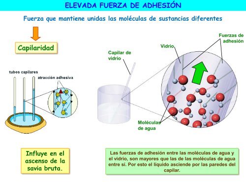 Agua y sales minerales - ies "poeta claudio rodríguez"