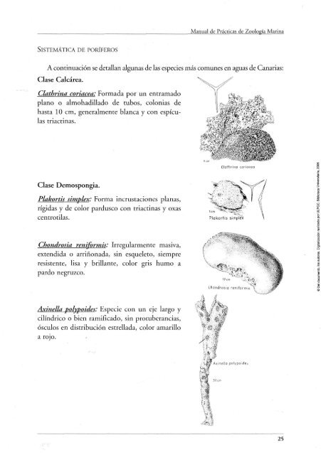 Zoología Marina - Blog Grado Ciencias del Mar