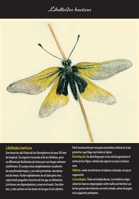 Fichas de insectos 2 – (pdf, 5.5 MB)