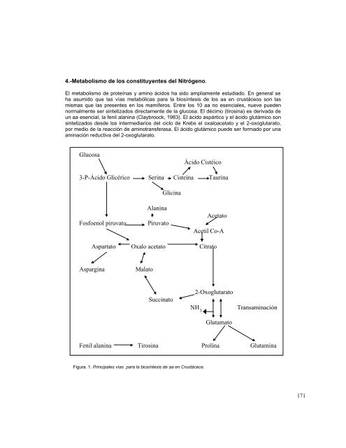 El Metabolismo del Nitrógeno y su Relación con los Requerimientos ...