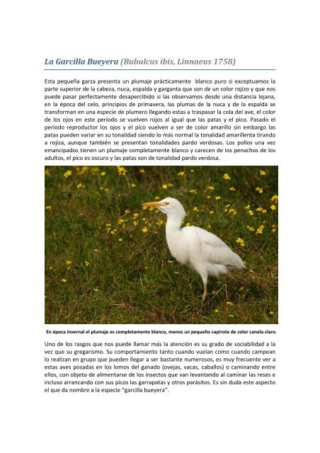 Garcilla Bueyera.pdf - Jorge Rubio