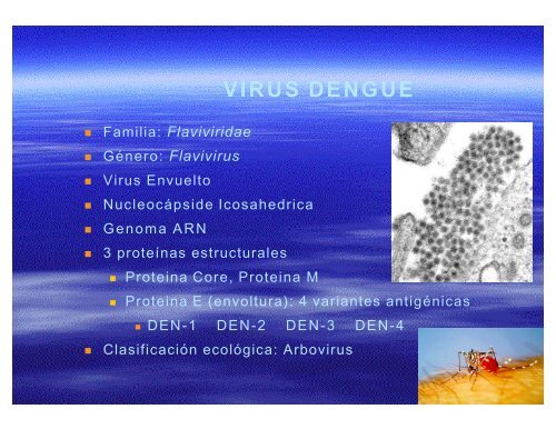 El virus del Dengue