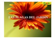 Plagas comunes Ampliado (de flower) - plantitas