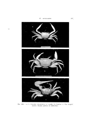 Fio. 188. — a. b, Gonei>la.r tlioiuboidon ; a, macho; b, hembra, c ...