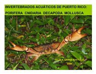 invertebrados acuáticos de puerto rico - Puerto DRNA 