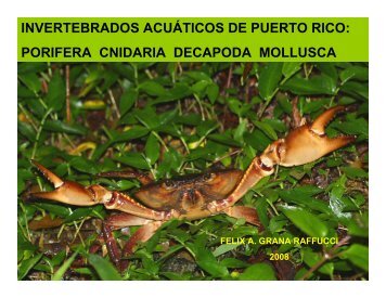 invertebrados acuáticos de puerto rico - Puerto DRNA "Navega por ...