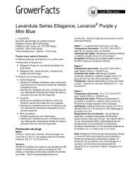 Lavandula Series Ellagance, Lavance Purple y Mini Blue