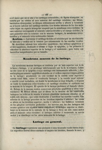 Pliegues del peritonéo.