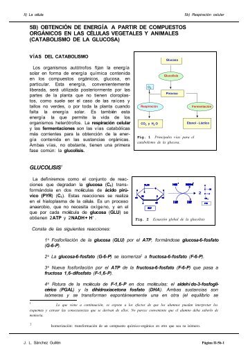 catabolismo de la glucosa - ies vega del piron