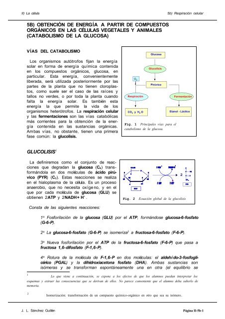 catabolismo de la glucosa - ies vega del piron