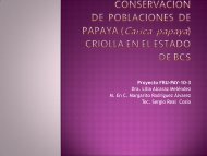 Estudio y conservación de papaya criolla - sinarefi