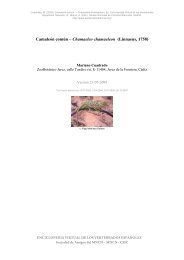 Camaleón común – Chamaeleo chamaeleon - Enciclopedia Virtual ...
