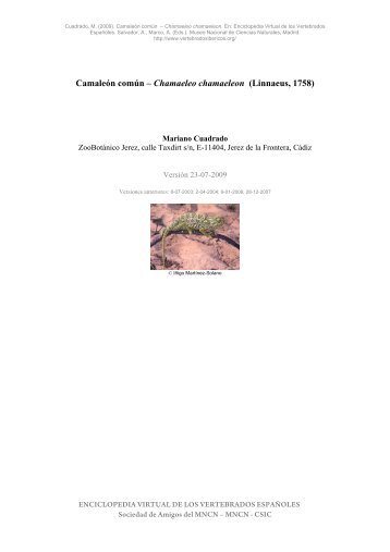 Camaleón común – Chamaeleo chamaeleon - Enciclopedia Virtual ...