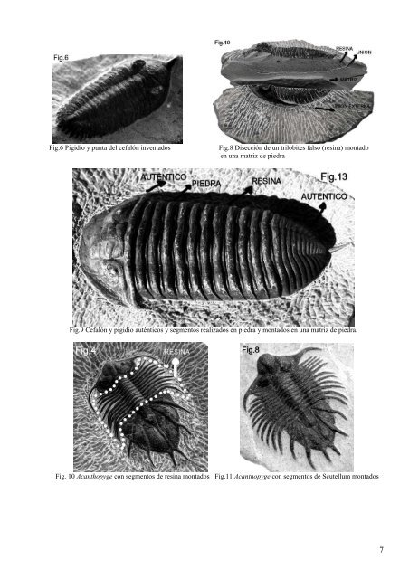 falsificación de trilobites del norte de africa - elfosil.com